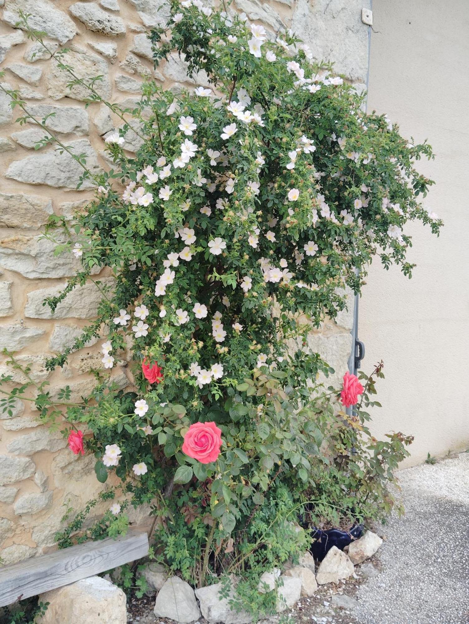 Gite L'Edenwine Doulezon Buitenkant foto