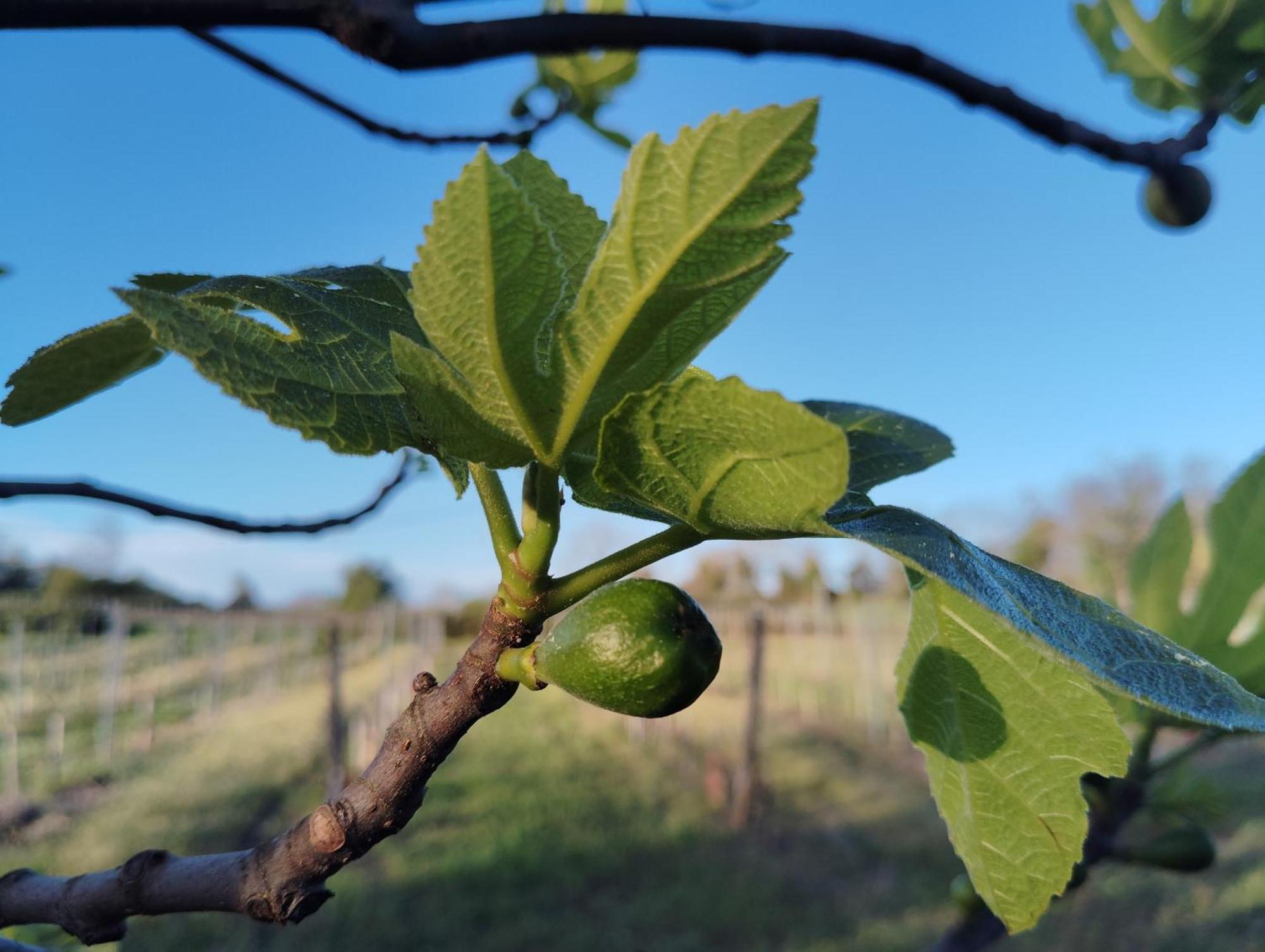 Gite L'Edenwine Doulezon Buitenkant foto